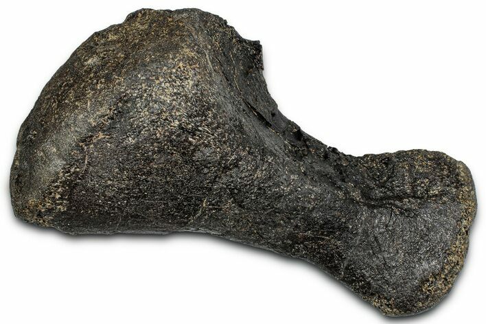 Fossil Sauropod Metatarsal Bone - Bone Cabin Quarry, Wyoming #357053